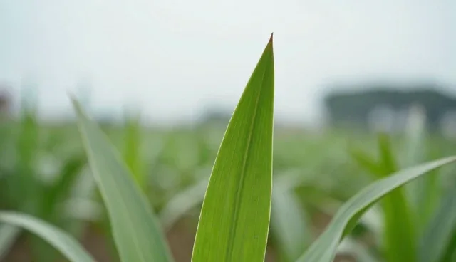 如何科学选择适合本地种植的高产玉米品种